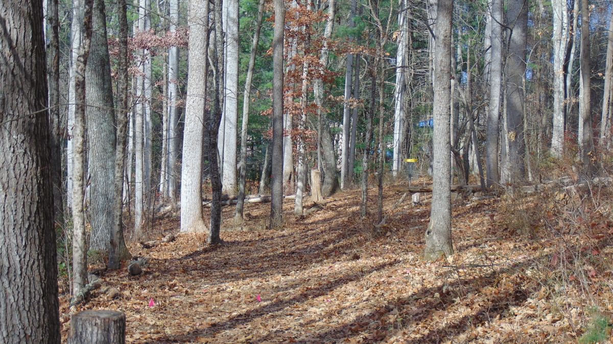 Hole 11 from tee