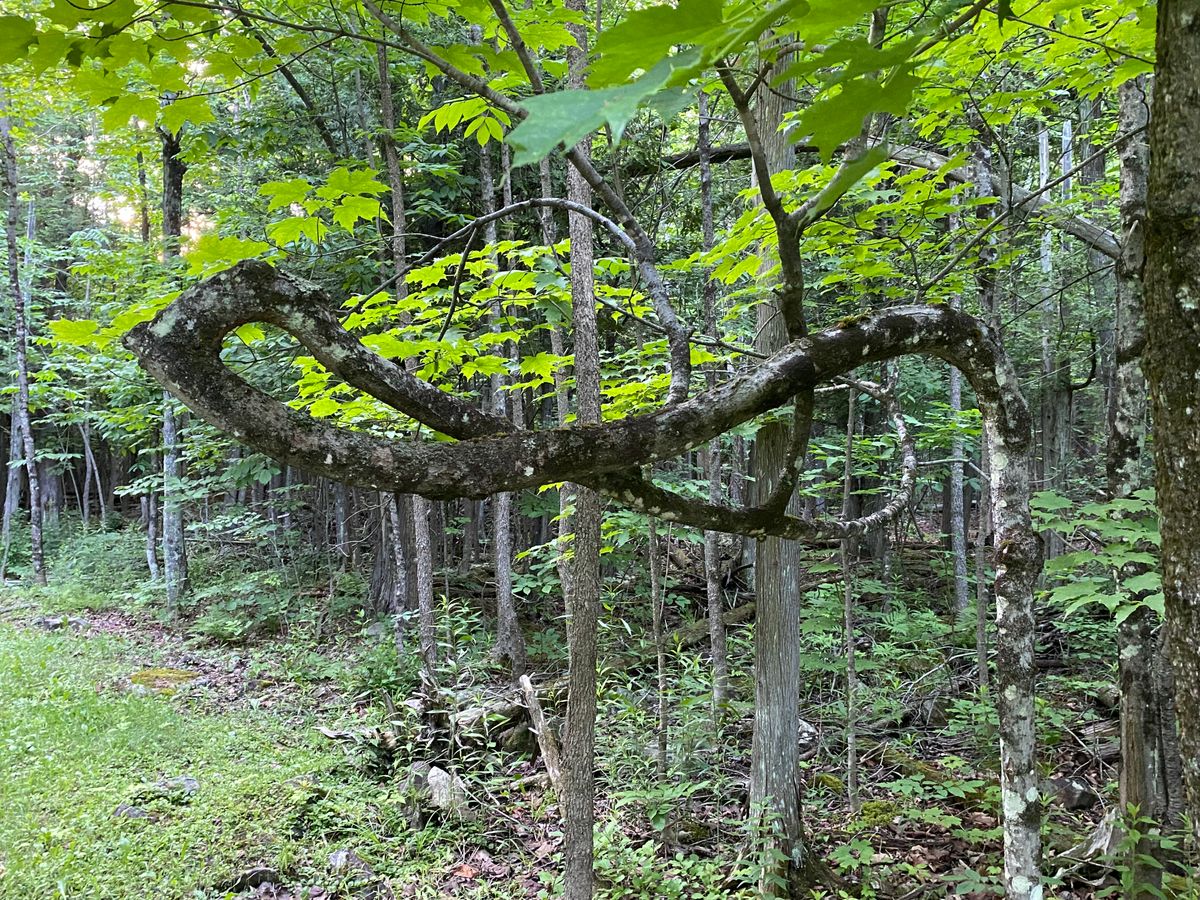 Infinity tree