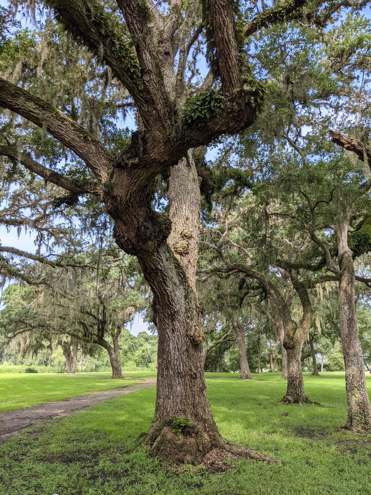 Beautiful trees throughout the property