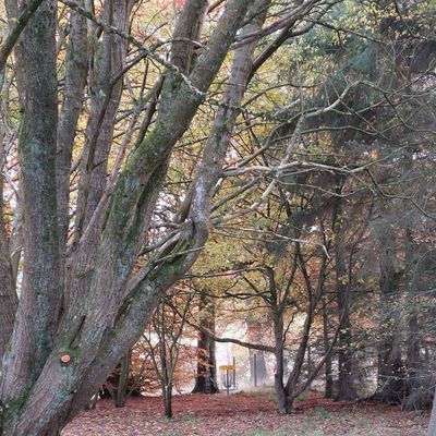 Tunnel shot fairway on Hole 5