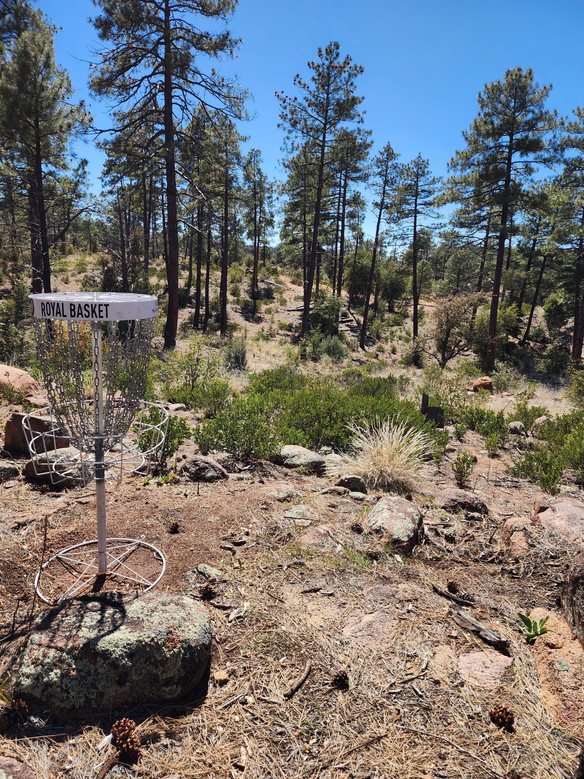 Only basket on course so far. Hole 9.