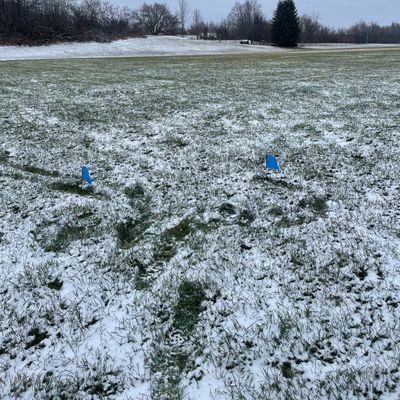 Tee area 1 blues. Dec 2023.