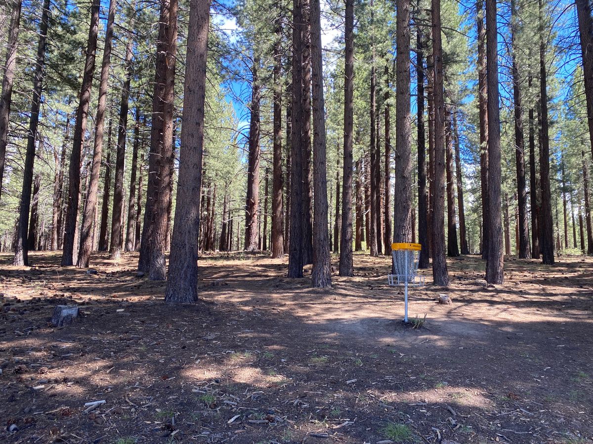 Plenty of shade means plenty of trees. Bring your precision and touch game