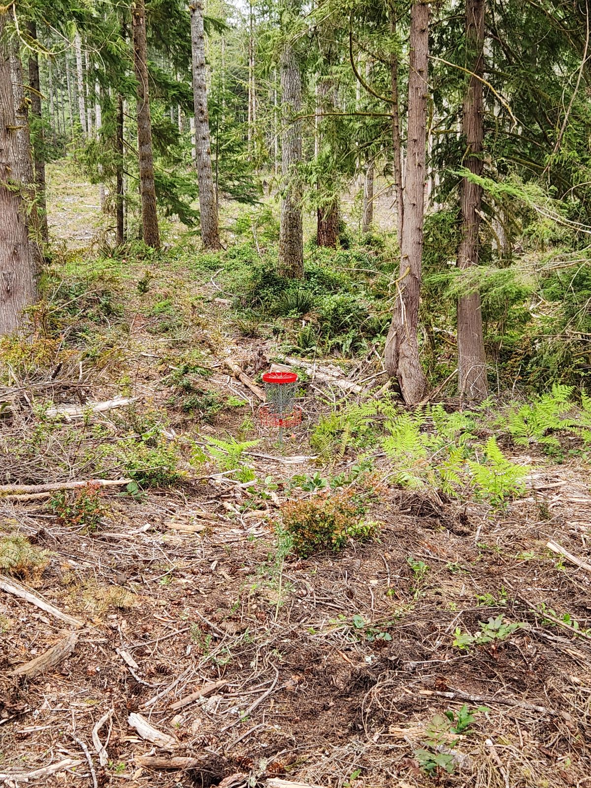 Hole 2 Basket
