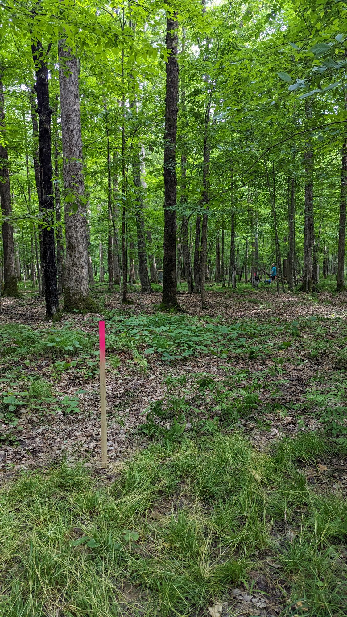 Dog leg 5