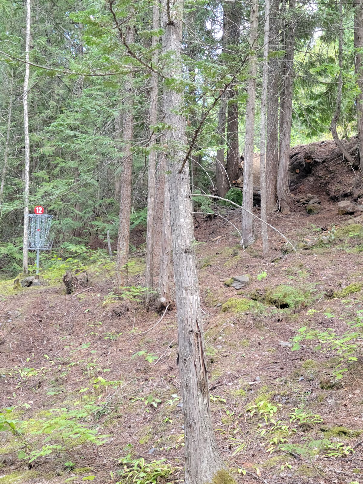Hole 12 basket