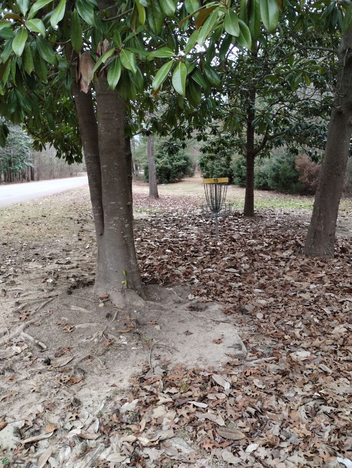 #15 XLong, Par 4 looking back at the Red Par 3 
basket.
