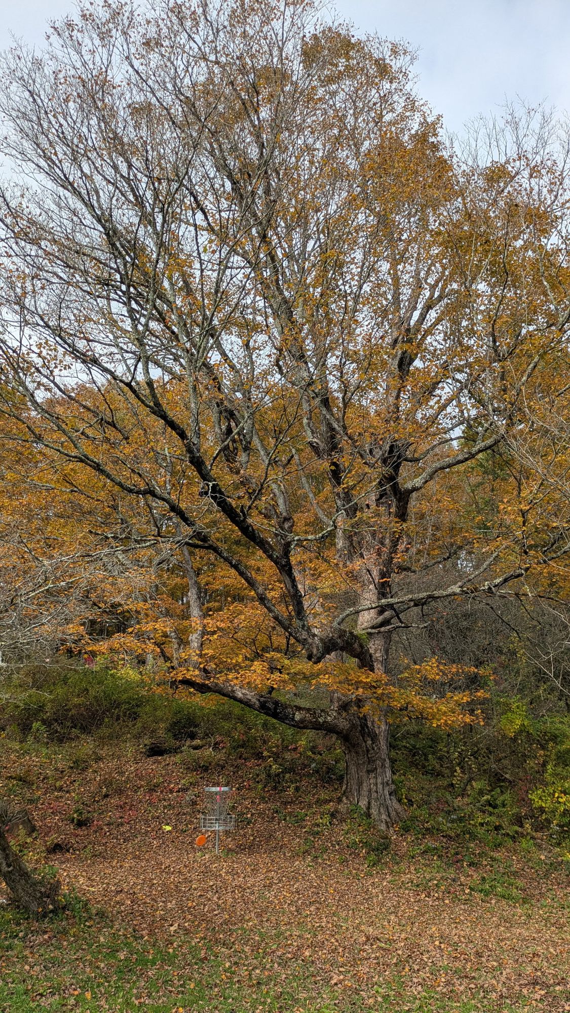 Hole 3 green in fall