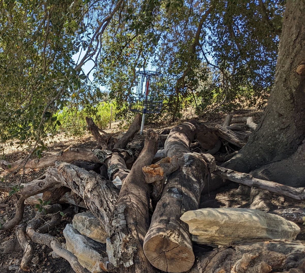 Uphill short onto a ledge formed from tree branches. Well protected by all the low hanging oak branches.