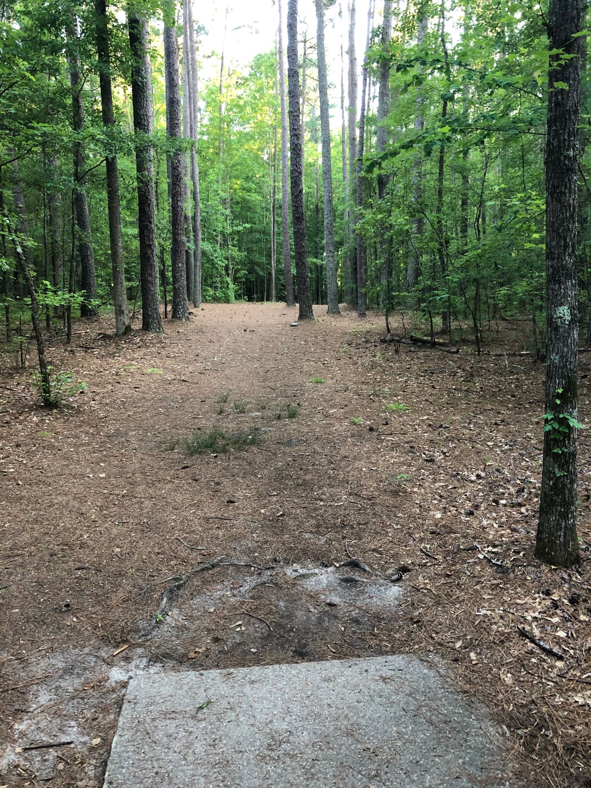 Hole 12 tee.