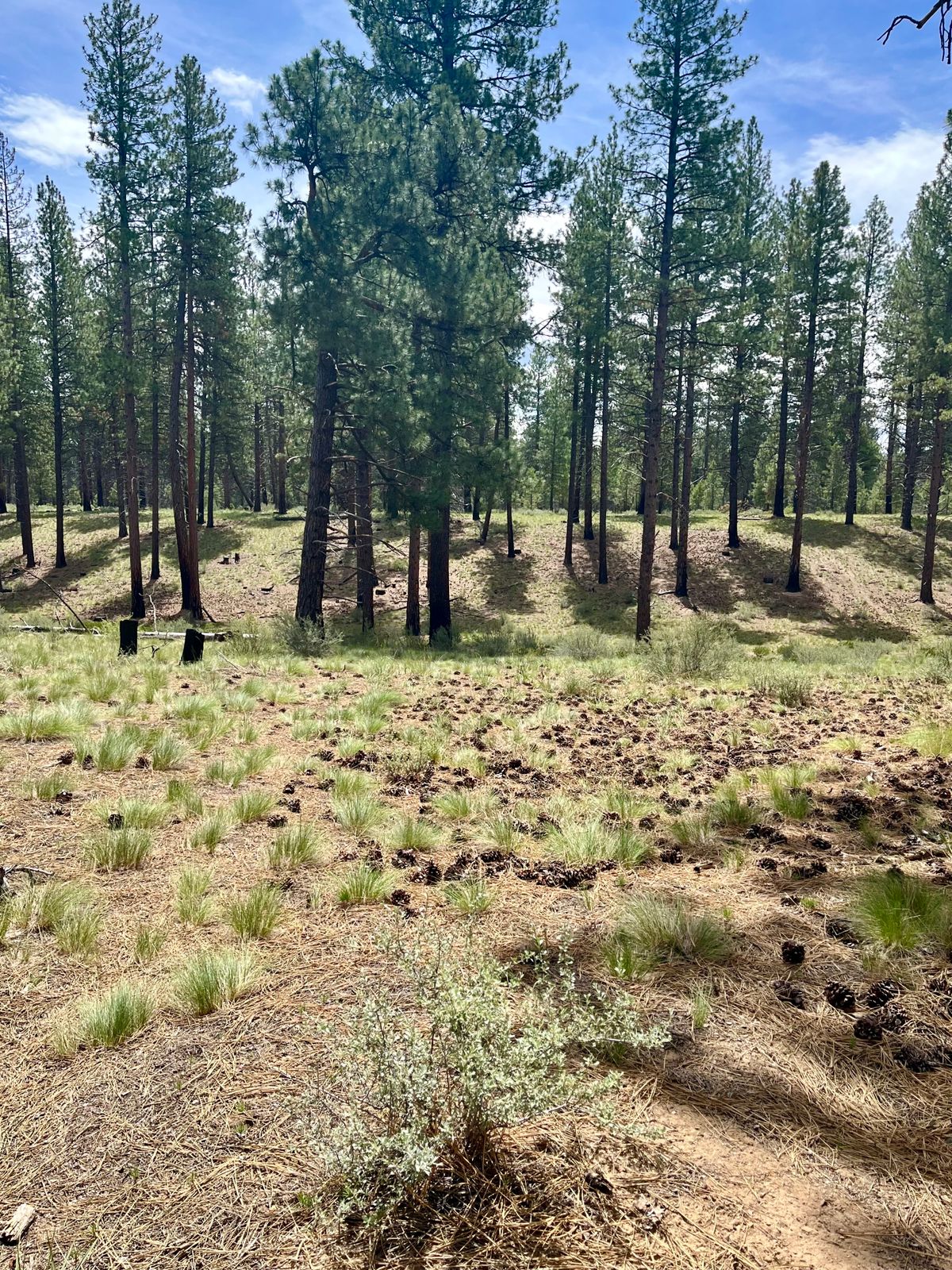 Approach on hole 11