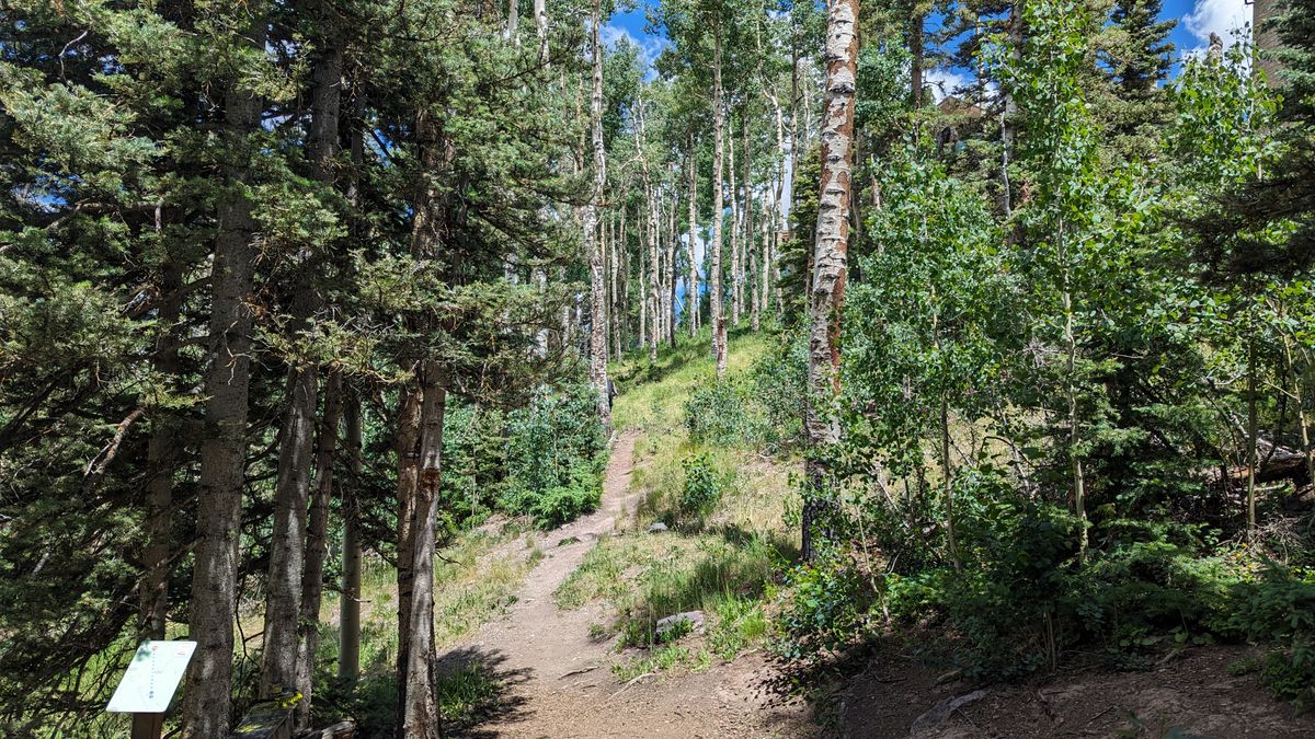 Slight uphill shot through lots of trees