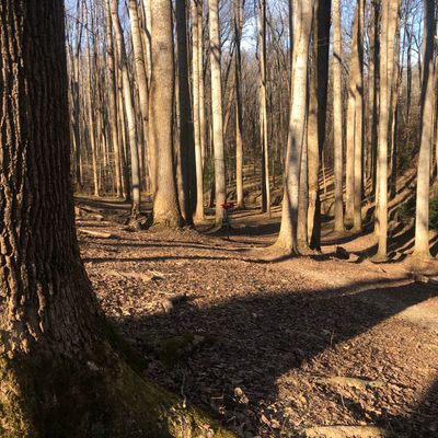 Beautiful large trees