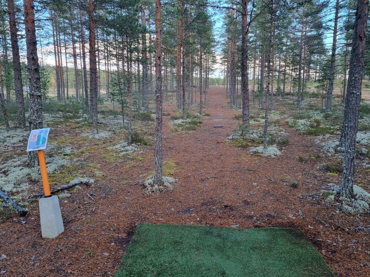 Väylä 12, todella kapea ja suora metsätunneli, korin takana maasto viettää vahvasti alaspäin