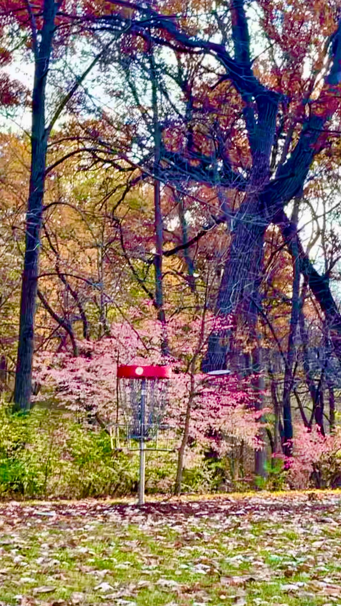 Hole #6 green