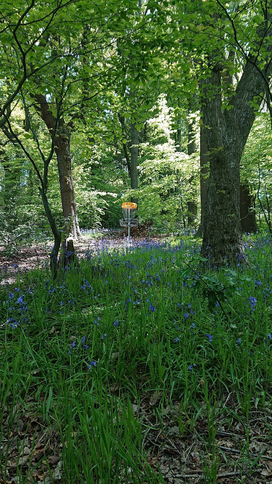 Bluebells in the spring!