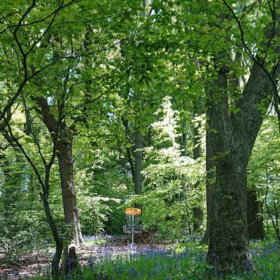 Bluebells in the spring!