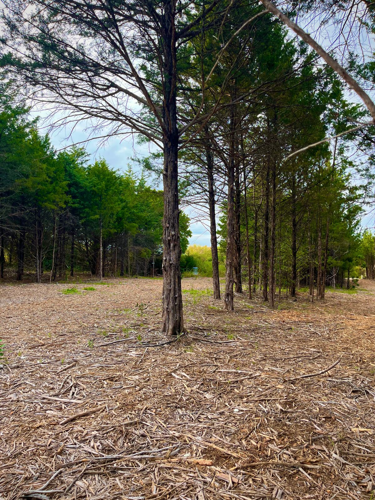 Fairway