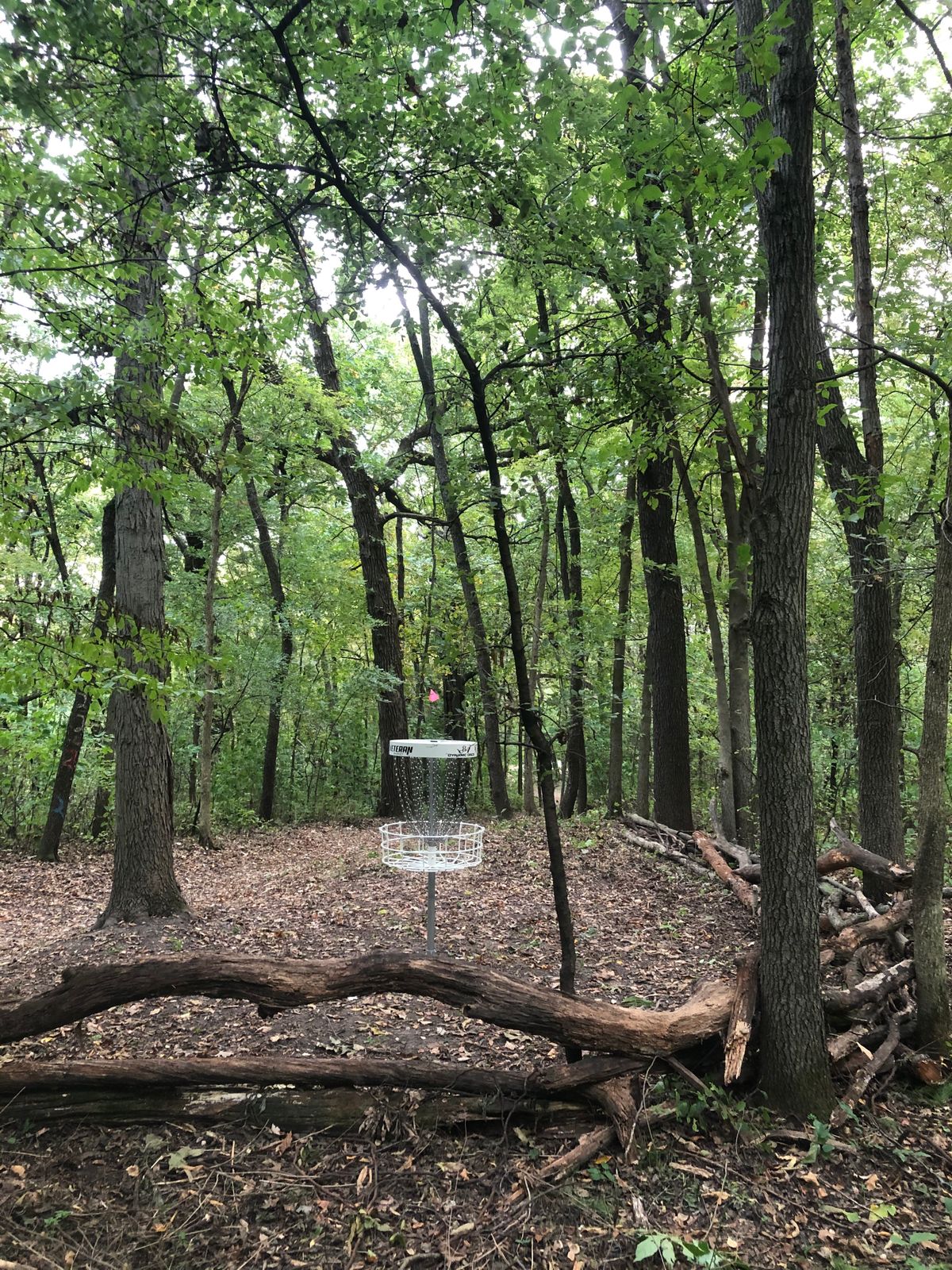 Hole 5 behind basket looking towards tee pad.
