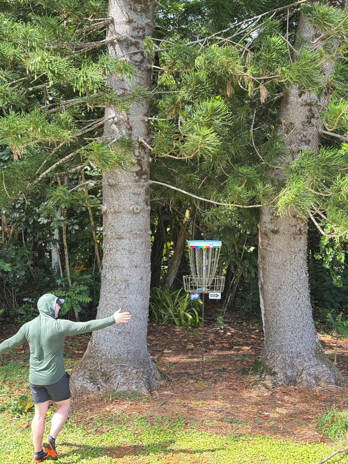 Neat basket location hanging between trees.