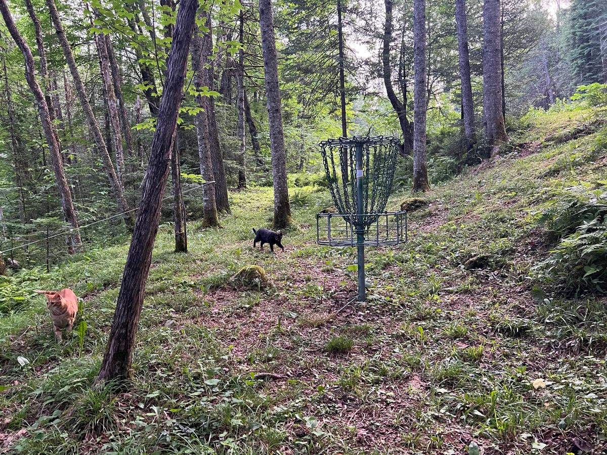 Hole 1 basket looking back towards the tee
