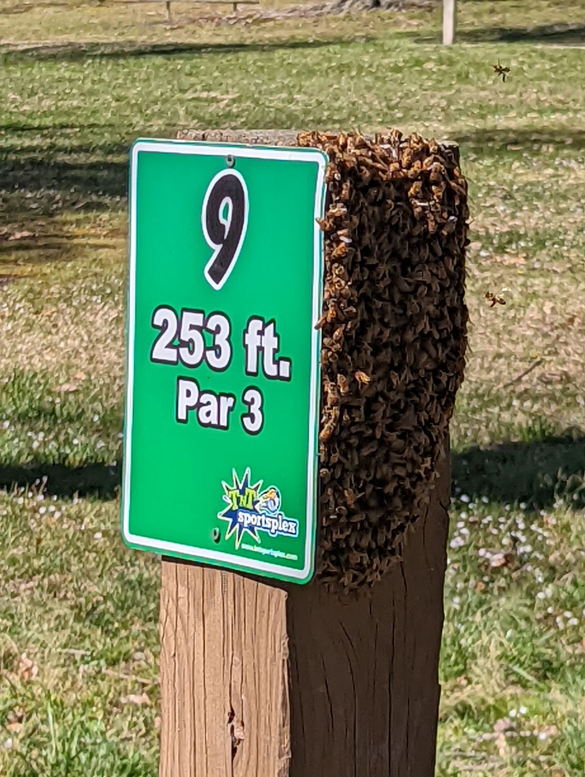 Bees on the tee pad sign