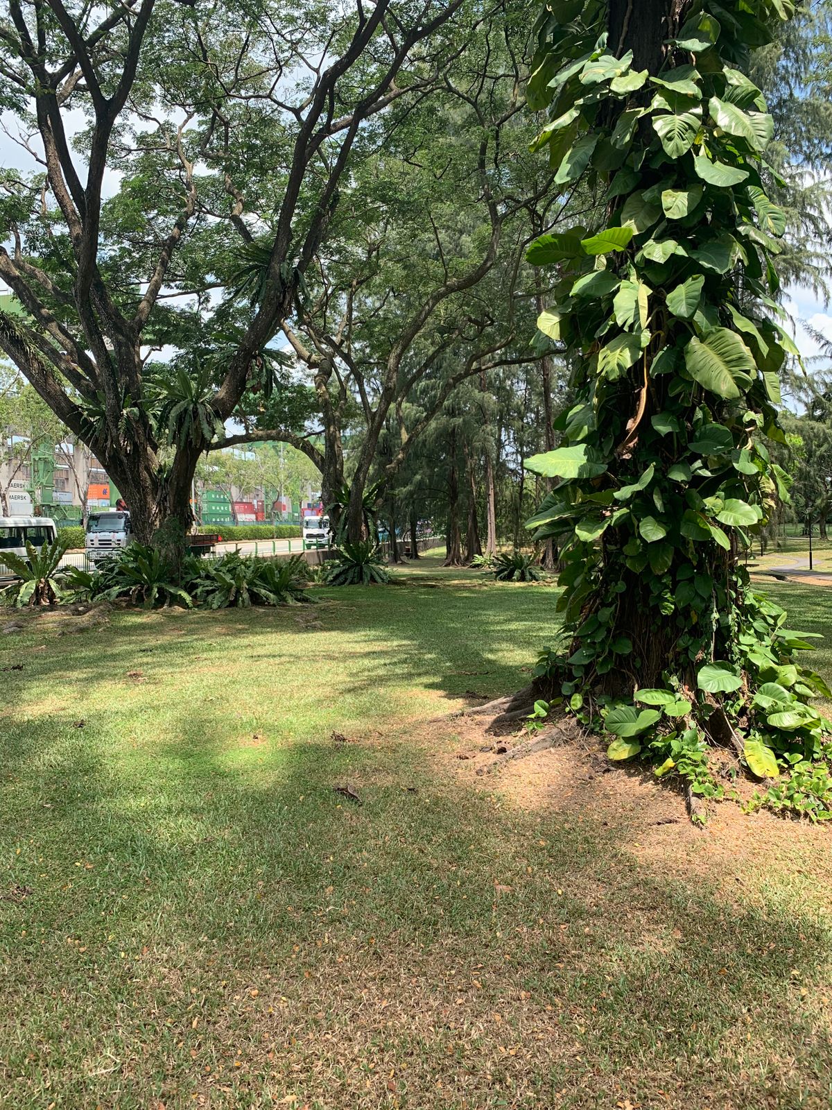 Hole  4 Fairway
