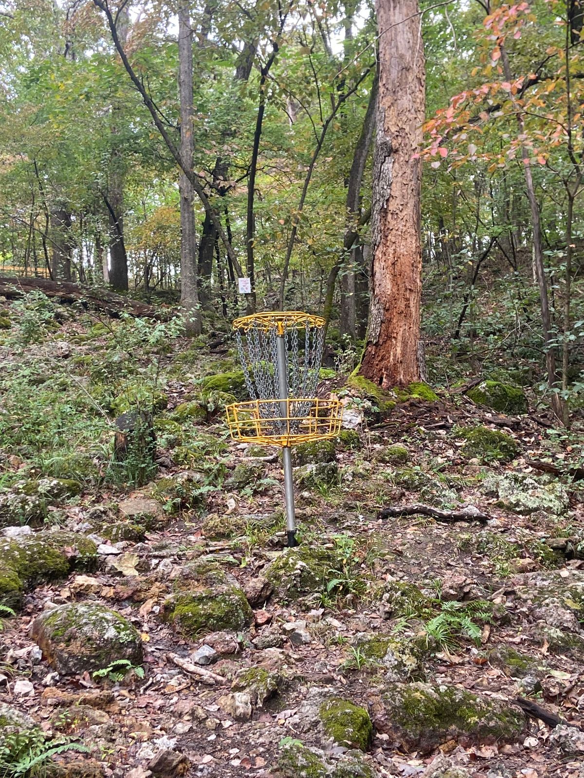 Basket on elevated hole 8