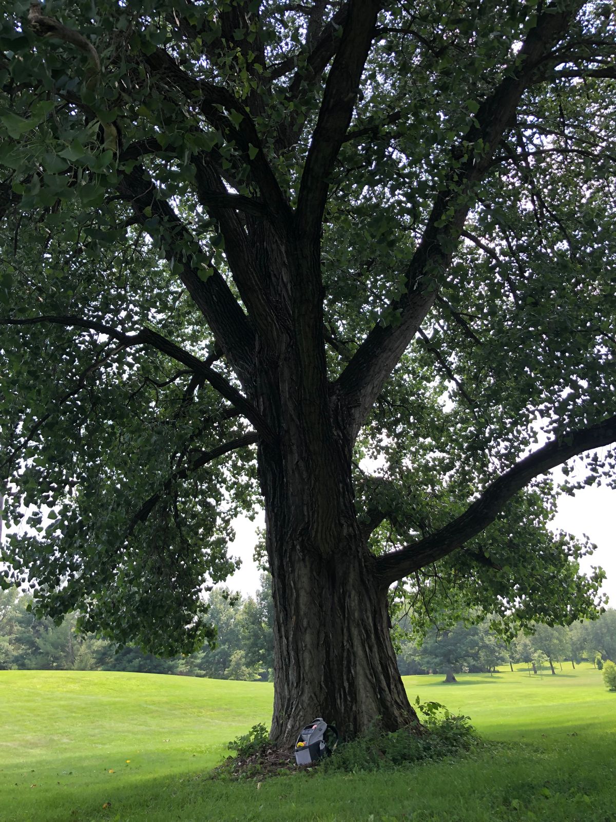 Massive tree. It can come into play on holes 17 and 18
