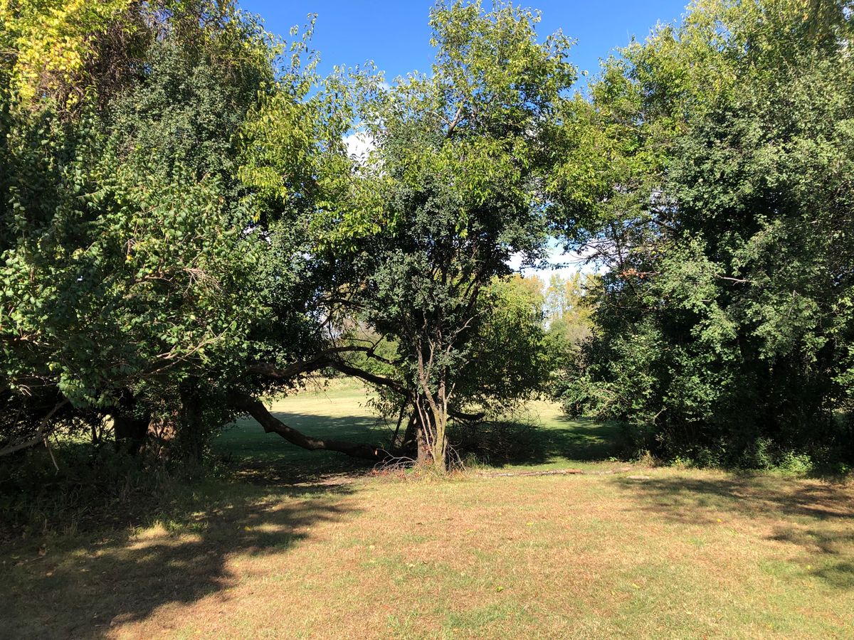 Tree limb down blocking hole 6’s intended lines.