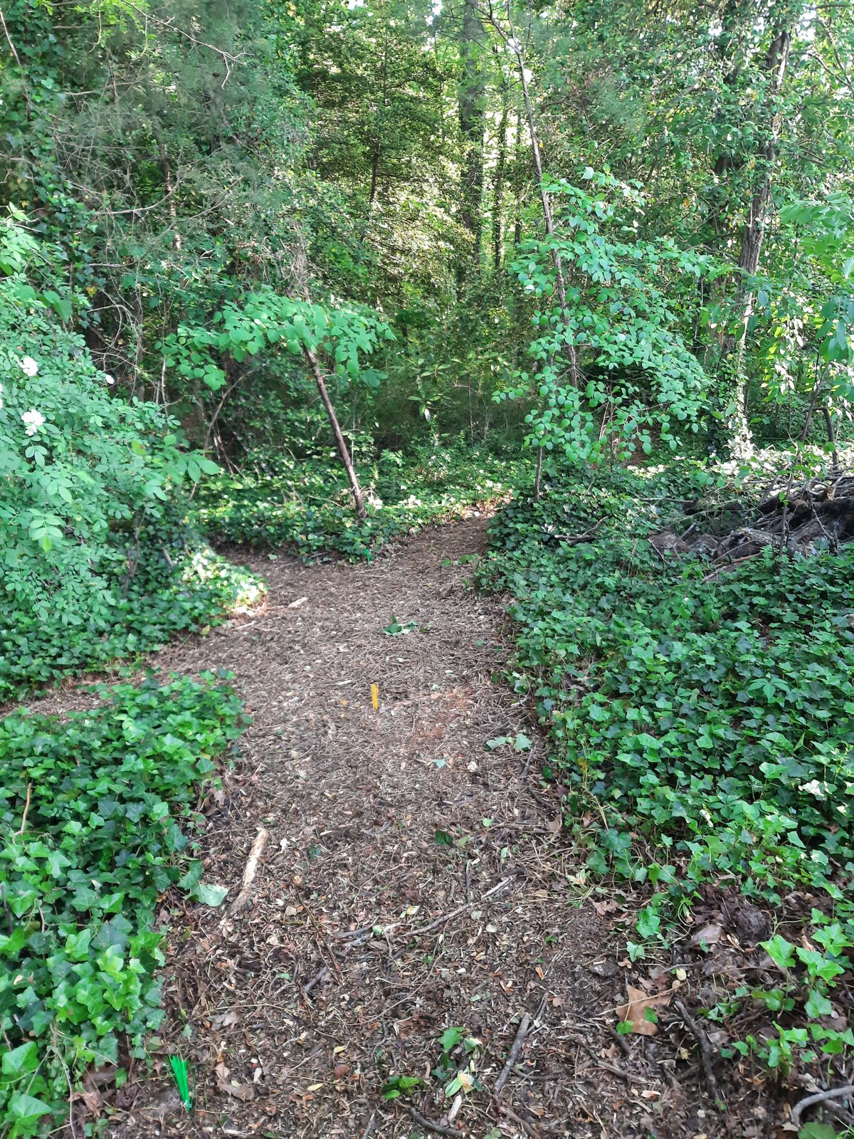 Hole 21 Blue, Gold, and Par 3 Layout Tee
