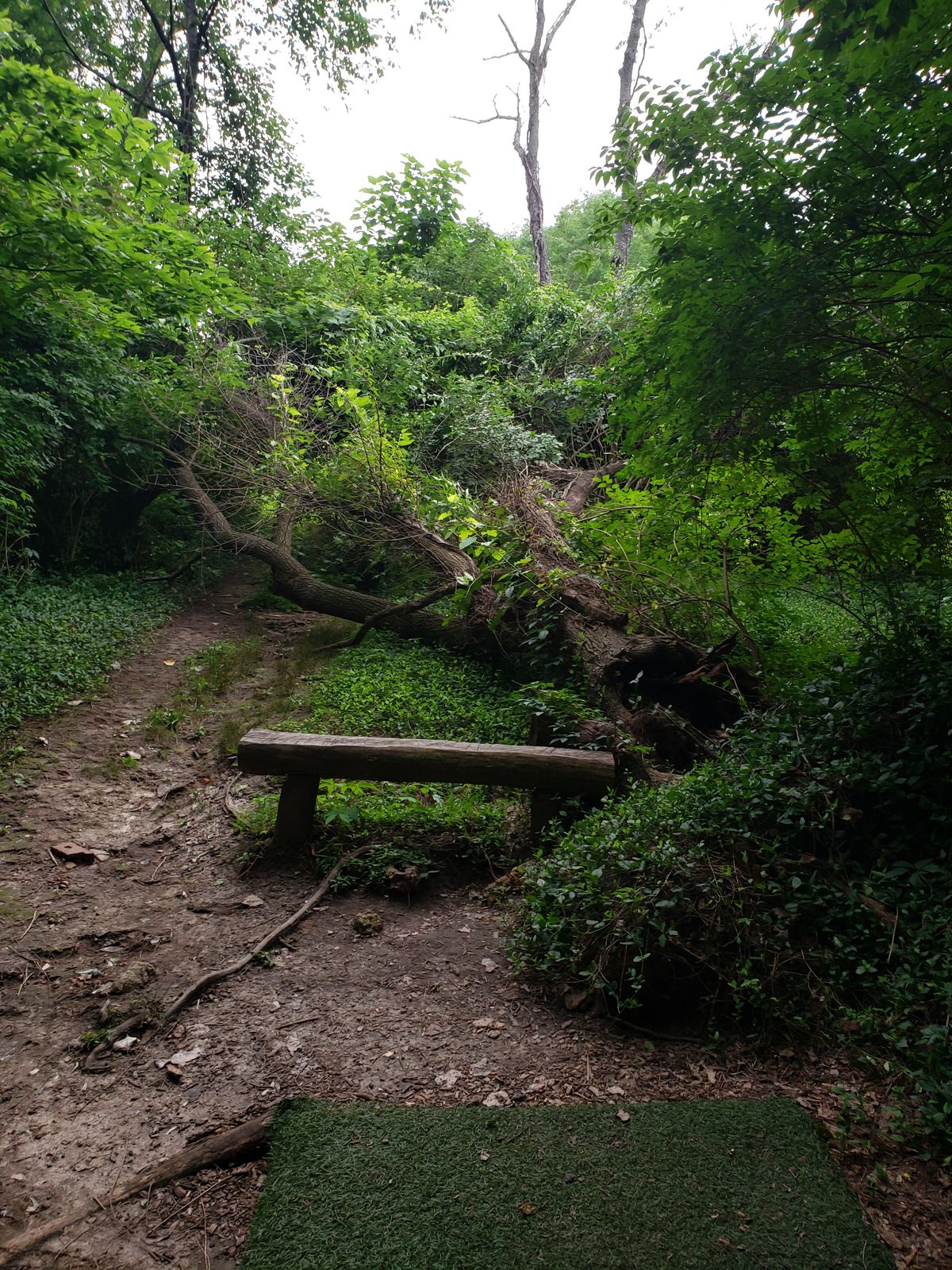 Tree fallen between #1 and #2