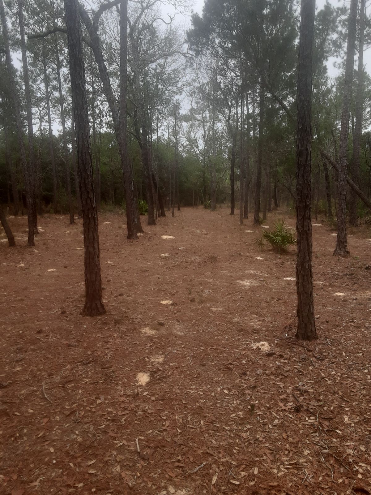 24 long fairway extension