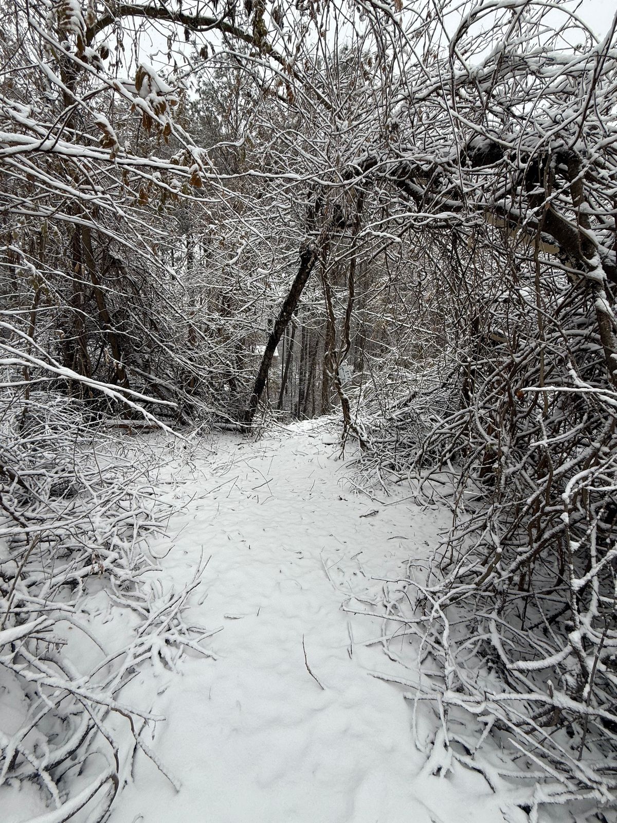 Hole 6 (2026 layout)