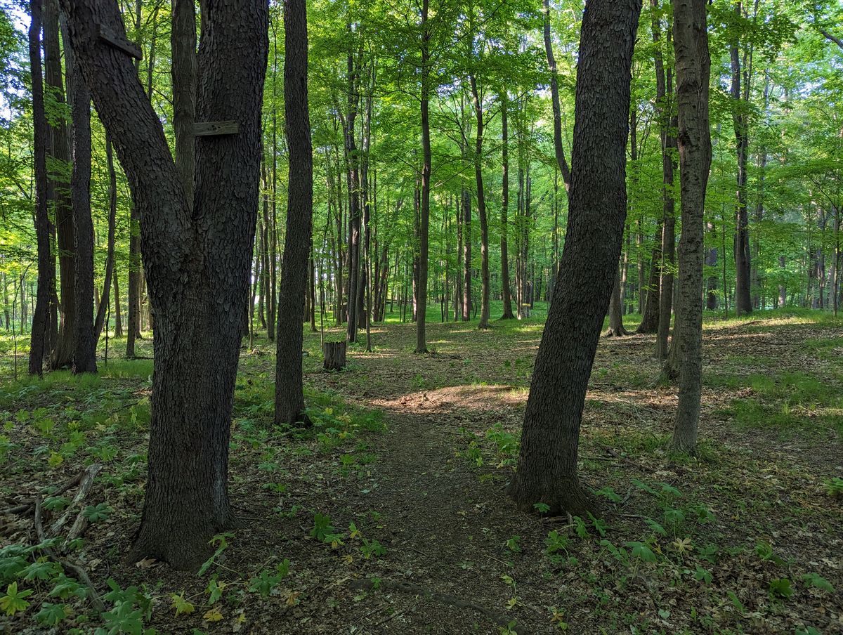 From hole 4 white tee