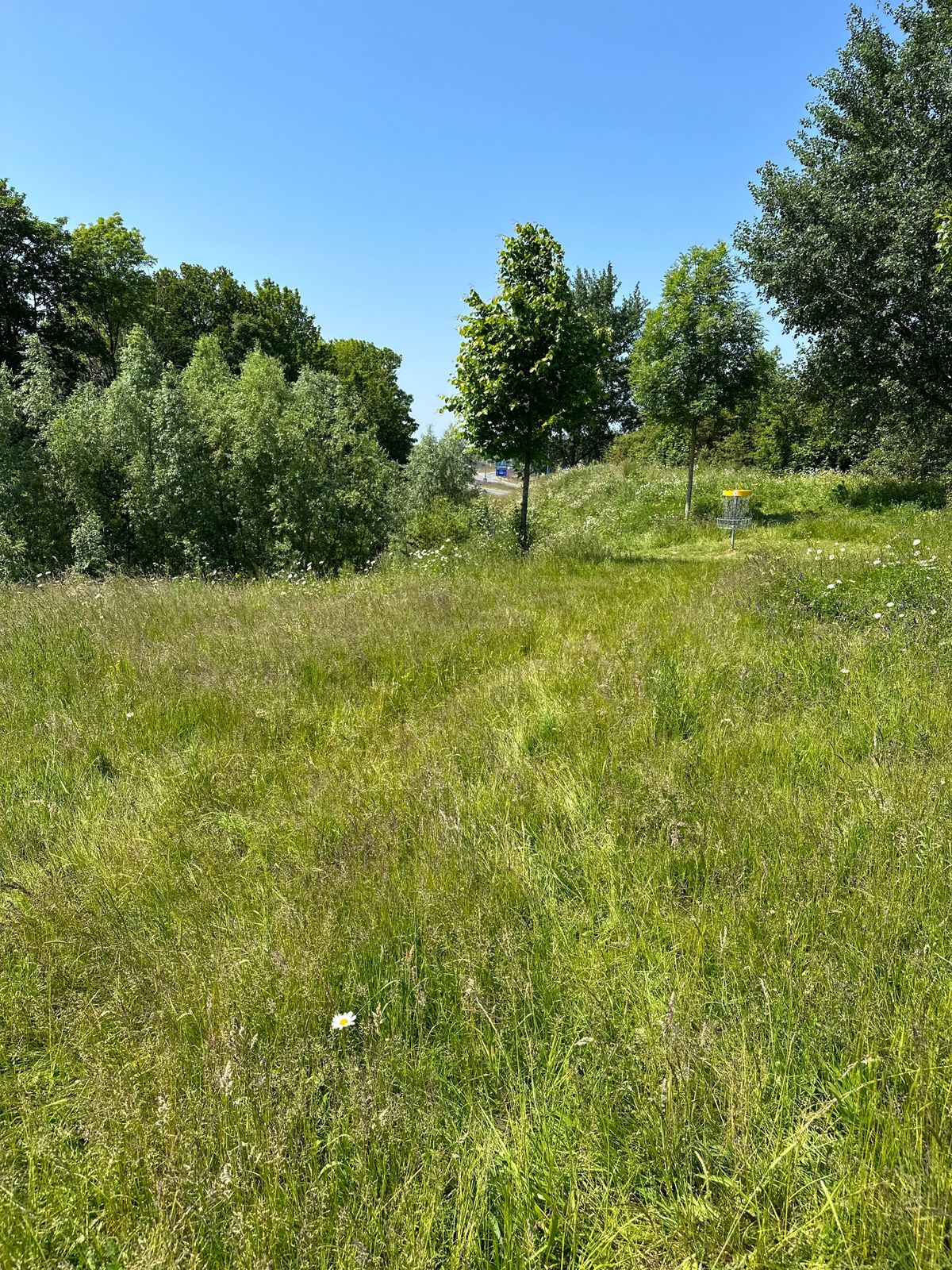 Looking at hole 4 basket (light blue and other layouts), June 15, 23