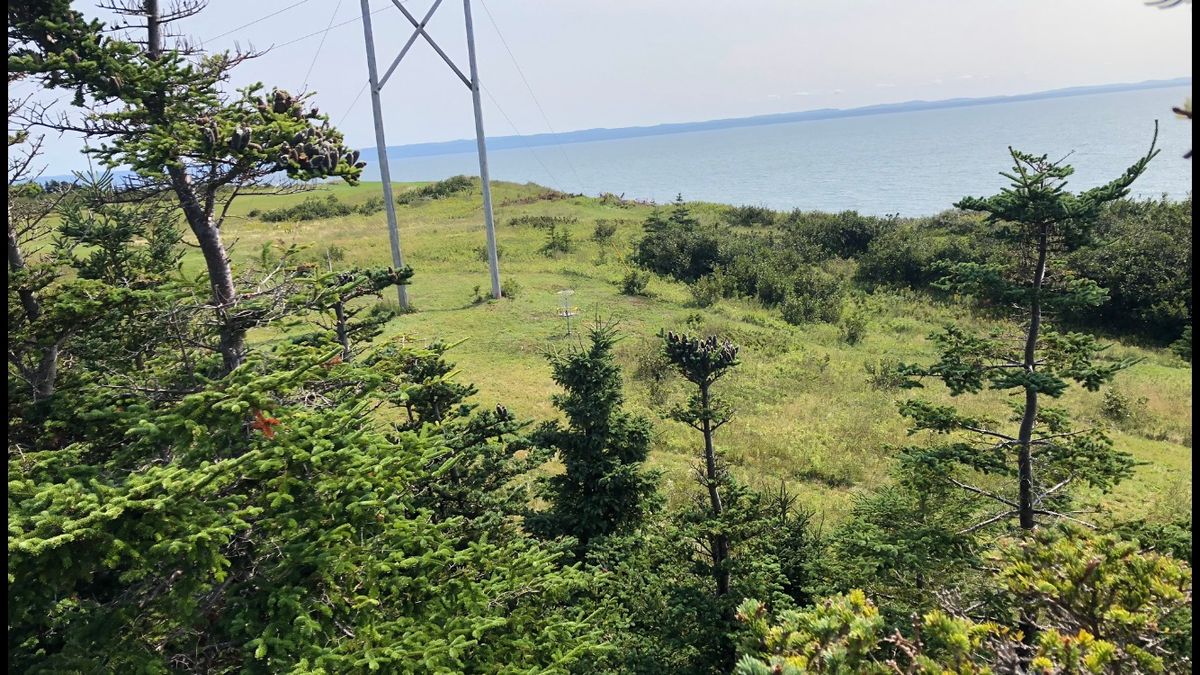 View of #2 from behind up in a tree