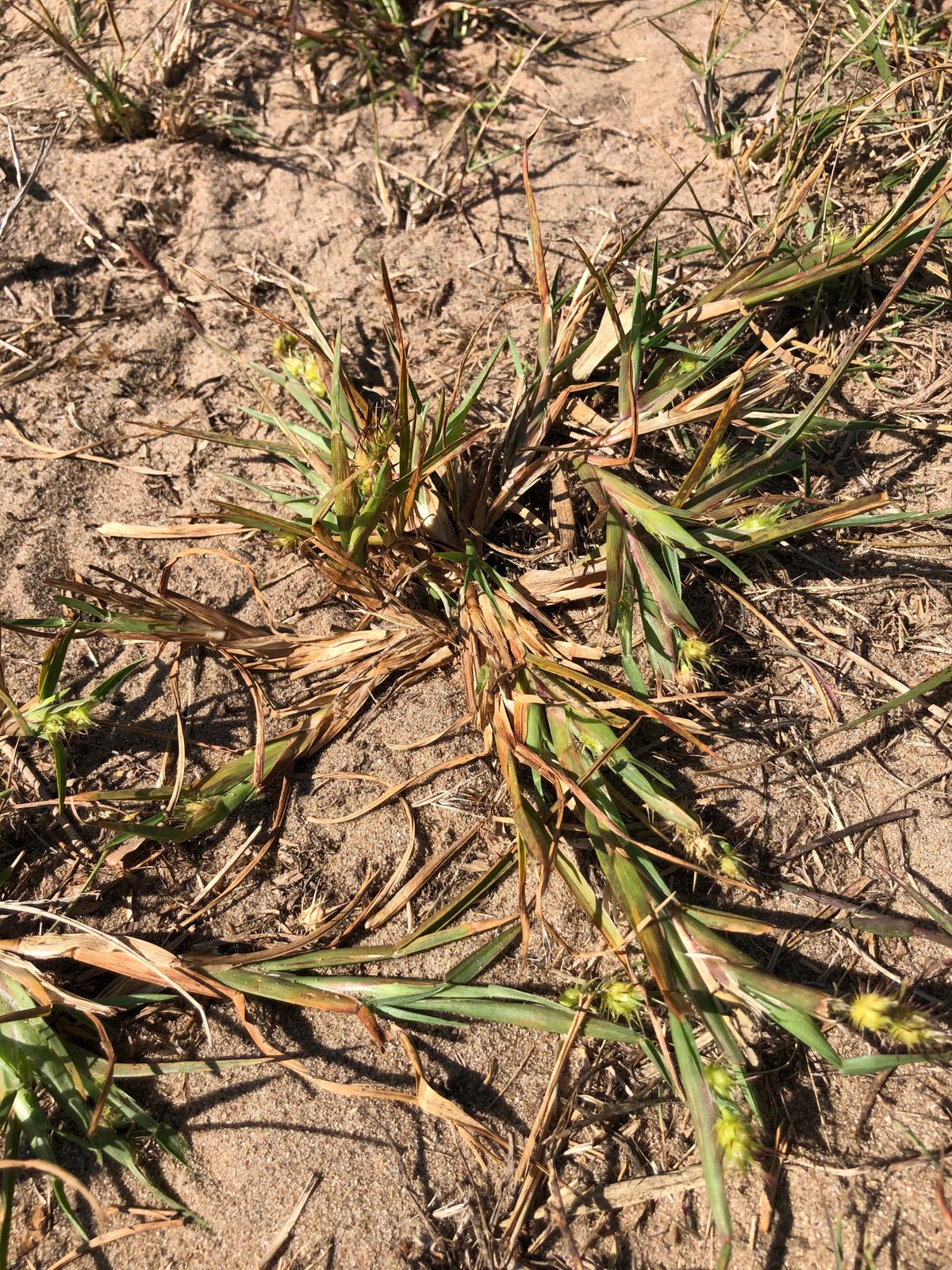 Cockle burs are present in sand. Becareful where you set bags on the ground.
