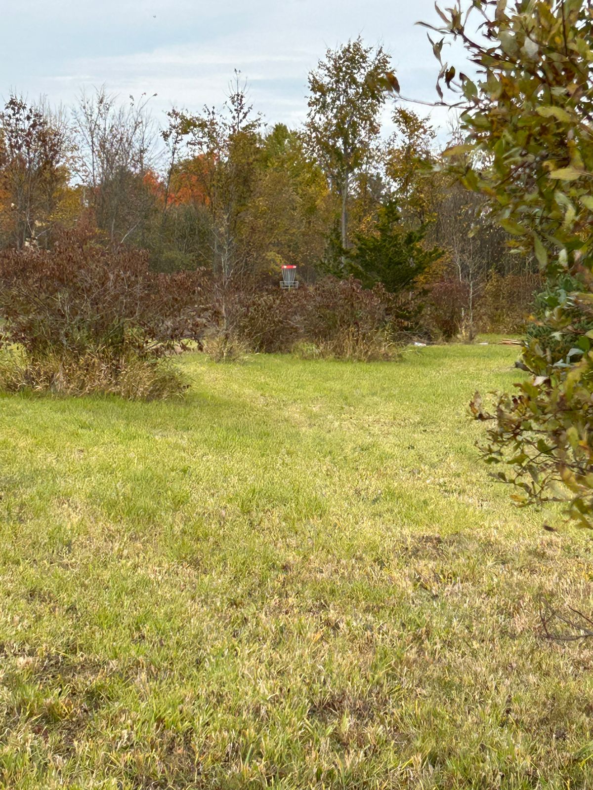 The basket on 15 is now visible from the red and white tees