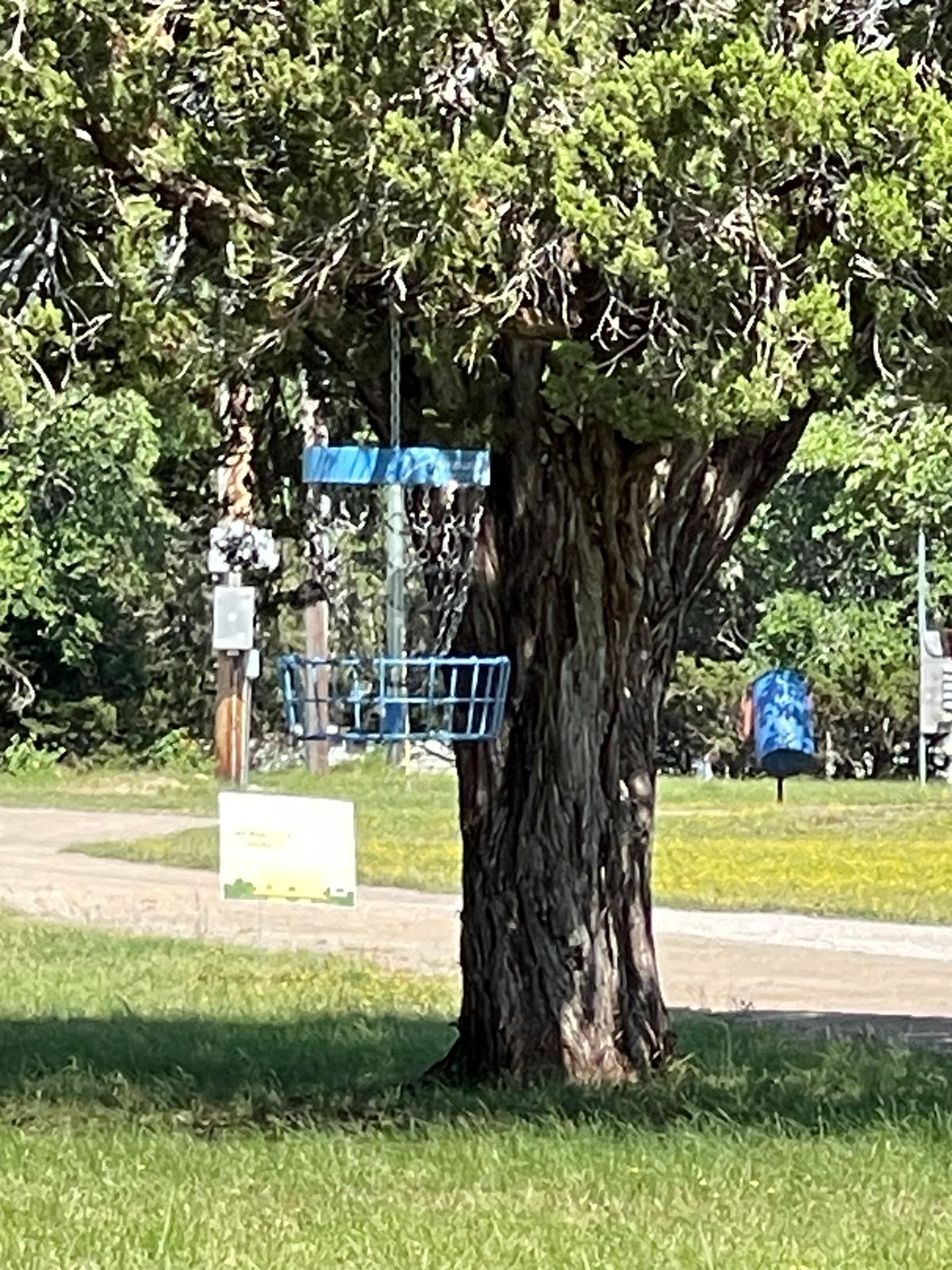 Basket #4 hanging from a tree. Nice touch!