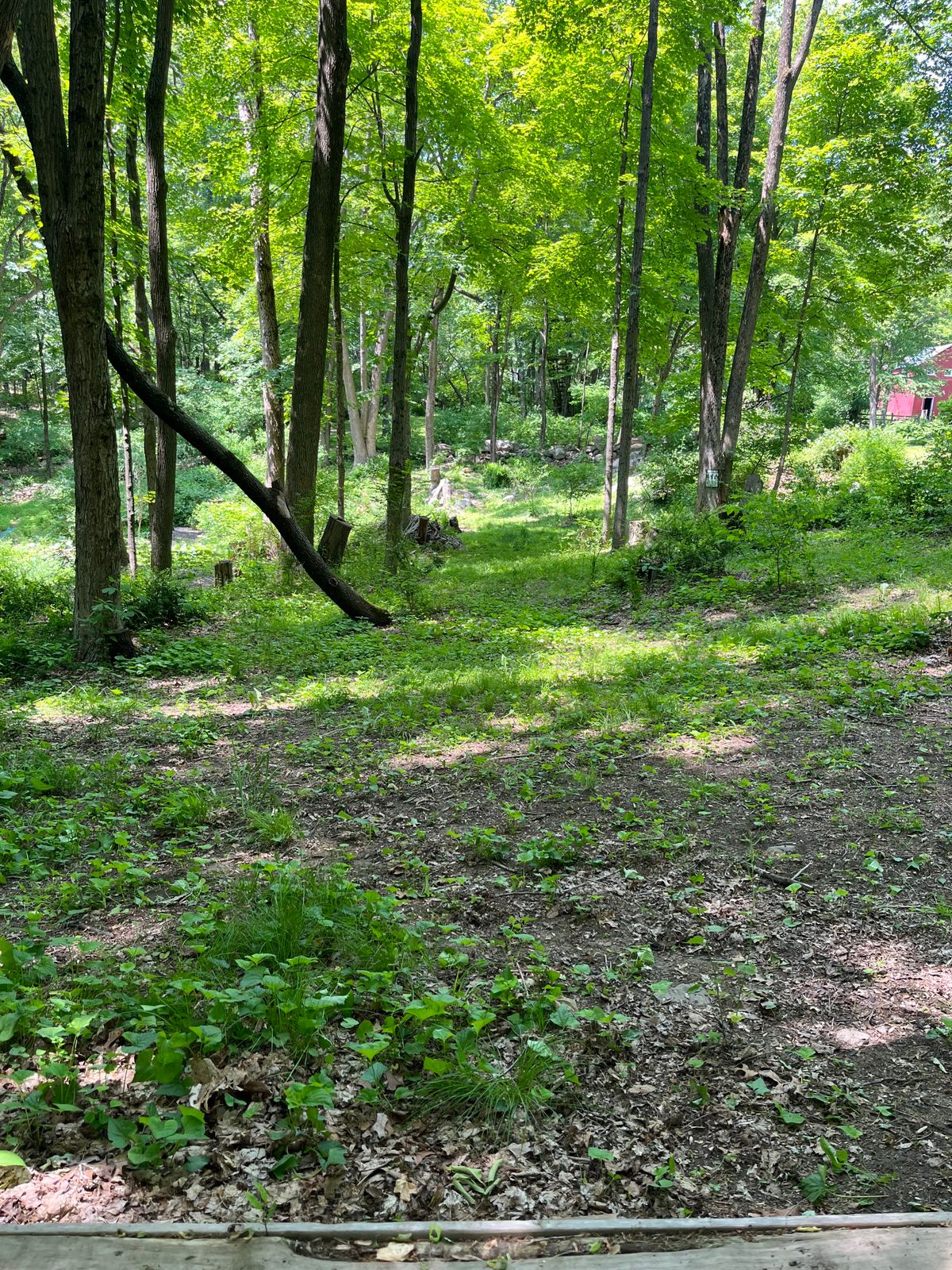 Hole 6 tight fairway