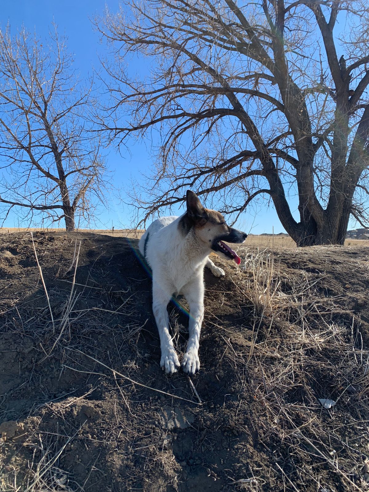 Super dog friendly!