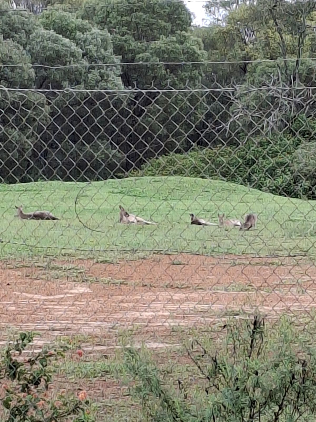 Kangaroo's chilling