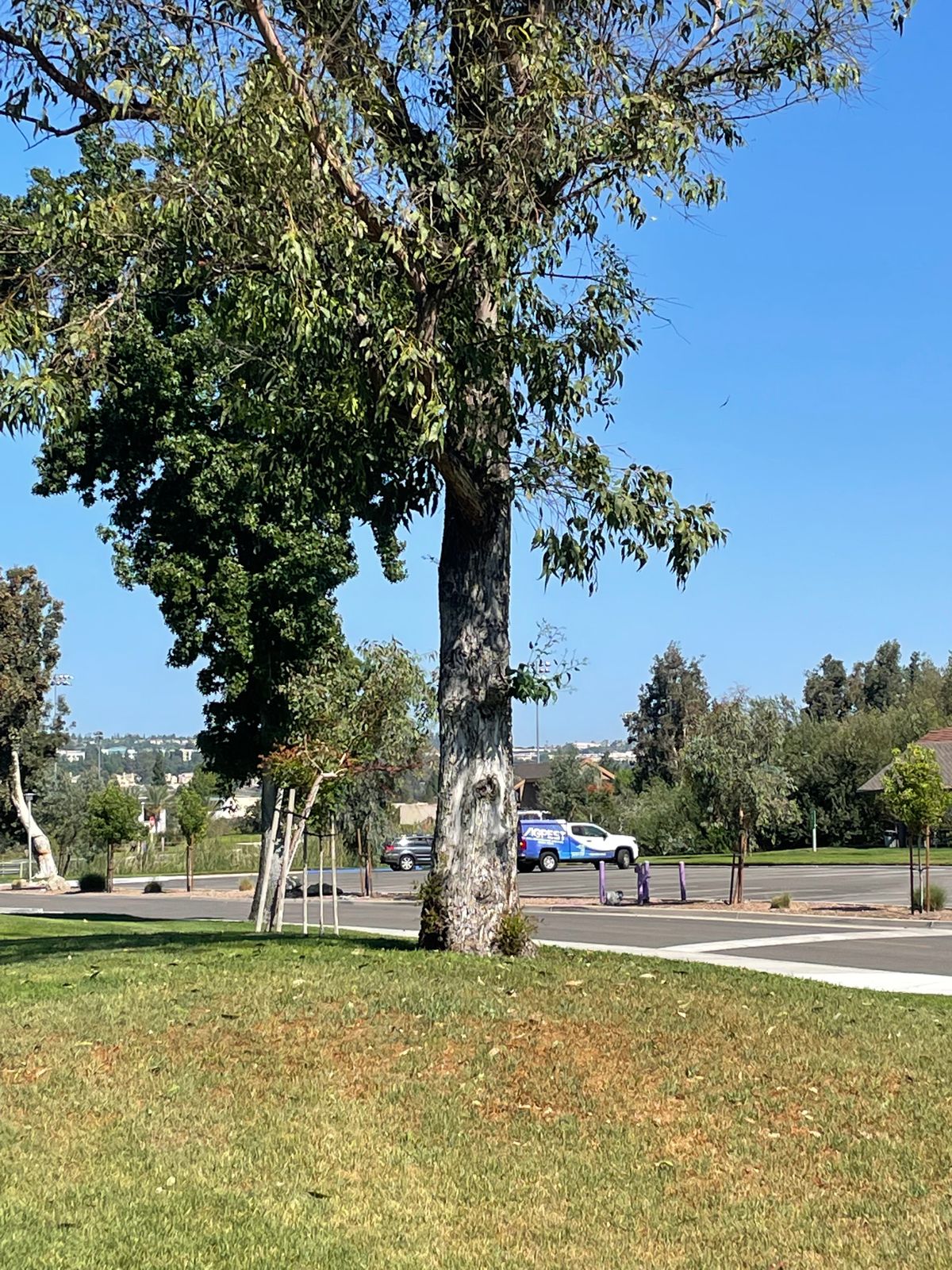 Hole 7 target tree.