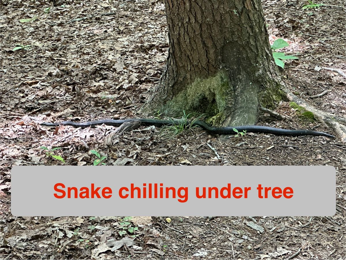Snake chilling under tree