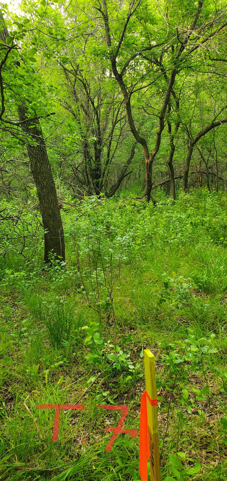 Before brush mowing and clearing.