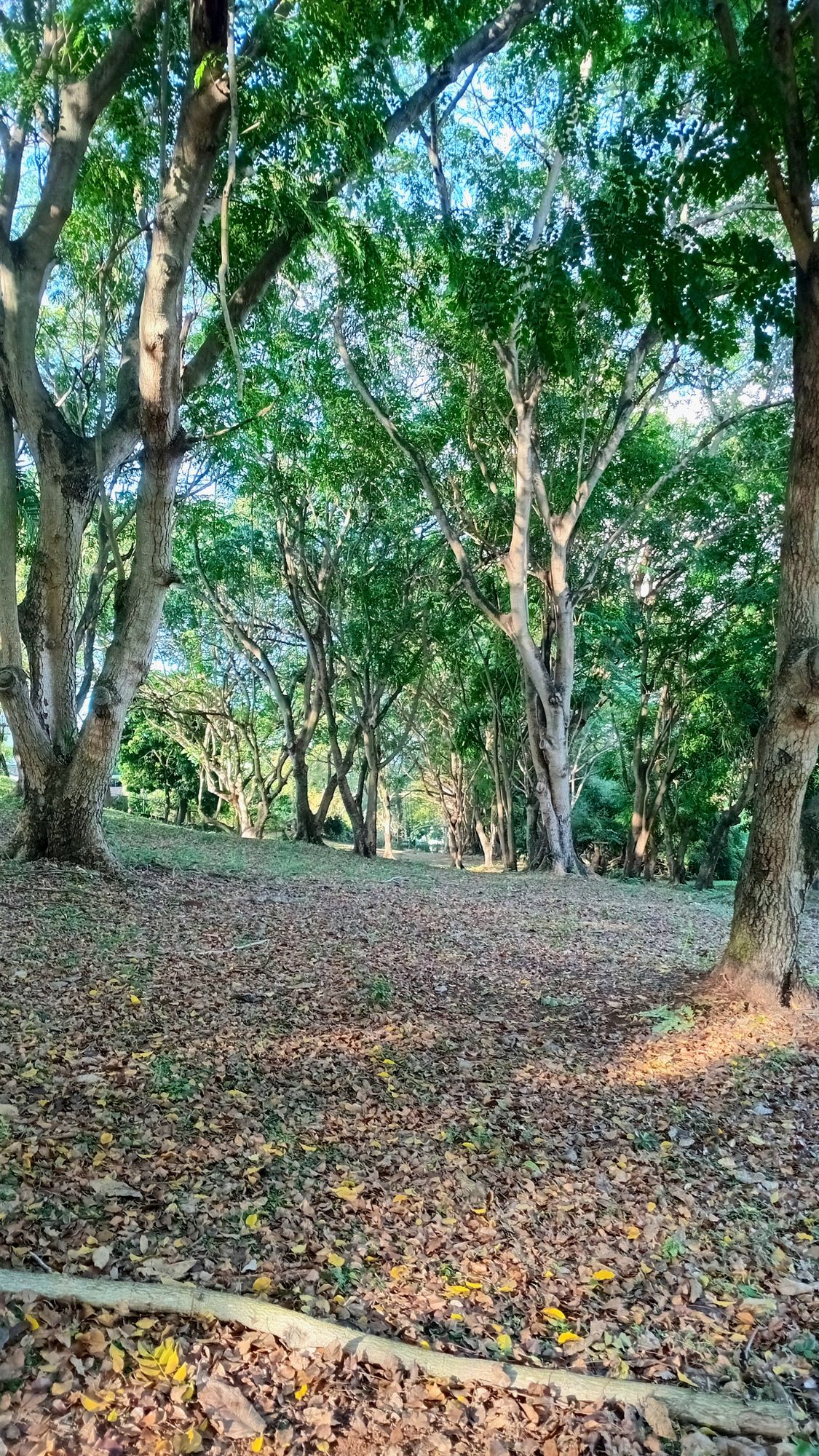 Parque Omar DG Course
Hole 1 Tee