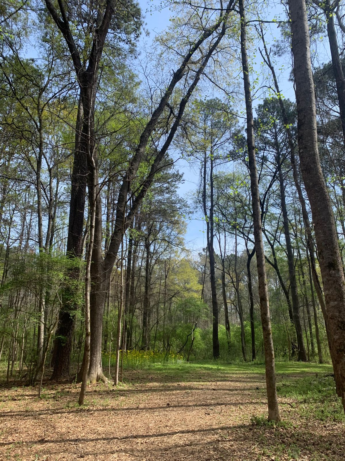 Just short of Hole 6’s par 4 ideal landing zone, basket is located to the right.