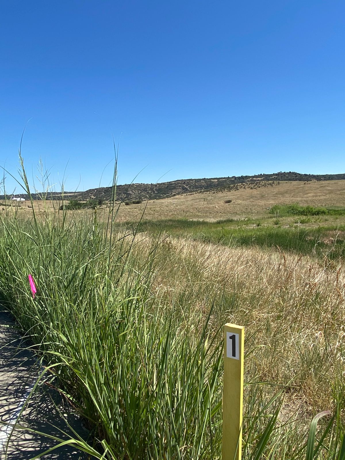 Hole 1 tee to basket