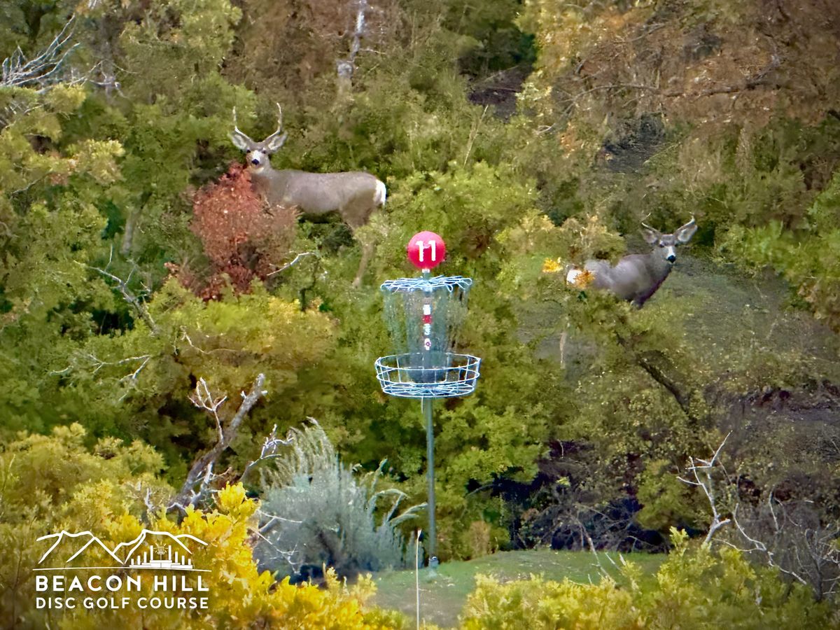 Hole 11 - Couple of bucks getting an early round in. October 2025